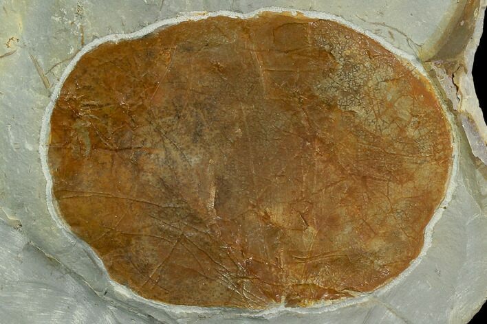Fossil Leaf (Zizyphoides) - Montana #120862